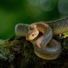 Uzovka stromova - Zamenis longissimus - Aesculapean Snake o2842